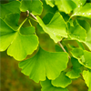 Ginkgo Biloba - Cordyceps Pulse Composition 